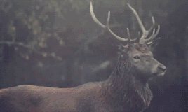gif-cerf.gif