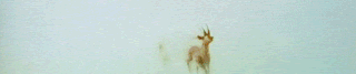 gif-cerf5.gif