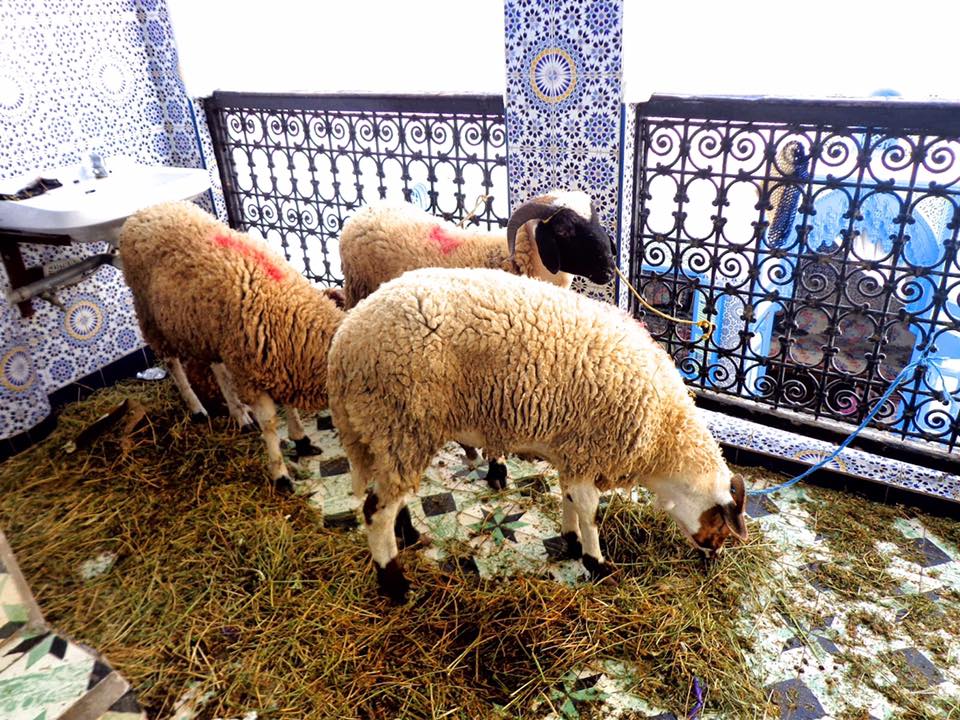 LA FÊTE DU MOUTON AU MAROC.