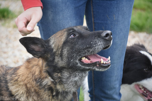 FAHRENHEIT 12 ANS X MALINOISE (sauvée/maltrait.) CÂLINE ASS. LES CHIENS DE L'ESPOIR (16)            4lfq