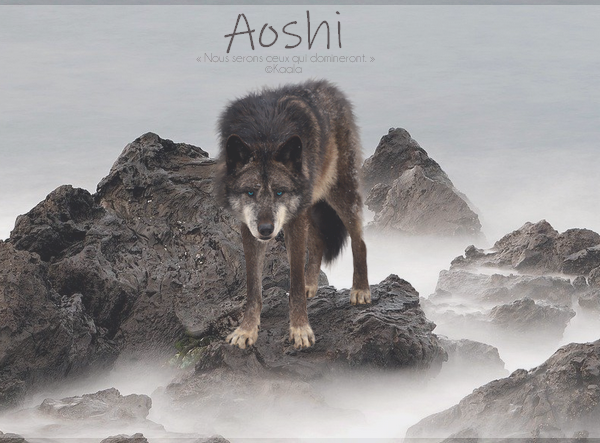 Aoshi - 5 ans - Mâle - Gouverneur Bfwl