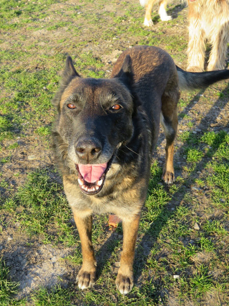 FAHRENHEIT 12 ANS X MALINOISE (sauvée/maltrait.) CÂLINE ASS. LES CHIENS DE L'ESPOIR (16)            H46p