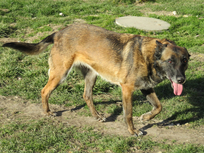 FAHRENHEIT 12 ANS X MALINOISE (sauvée/maltrait.) CÂLINE ASS. LES CHIENS DE L'ESPOIR (16)            Jhdd