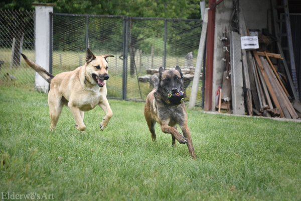 FAHRENHEIT 12 ANS X MALINOISE (sauvée/maltrait.) CÂLINE ASS. LES CHIENS DE L'ESPOIR (16)            Nizy