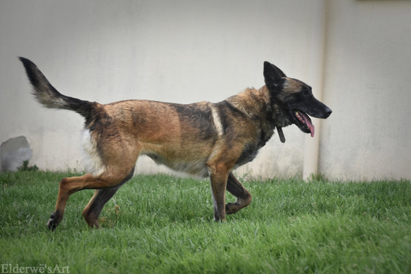 FAHRENHEIT 12 ANS X MALINOISE (sauvée/maltrait.) CÂLINE ASS. LES CHIENS DE L'ESPOIR (16)            Rce4