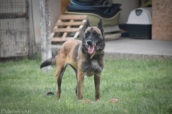 FAHRENHEIT 12 ANS X MALINOISE (sauvée/maltrait.) CÂLINE ASS. LES CHIENS DE L'ESPOIR (16)            T906