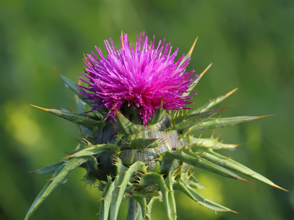 Расторопша полезные свойства. Марьин чертополох. Ливер растение. Milk Thistle.