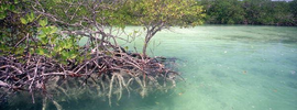 Mangrove Reptilienne