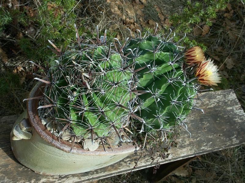 ferocactus wislizeni var. herrerae 6t2t