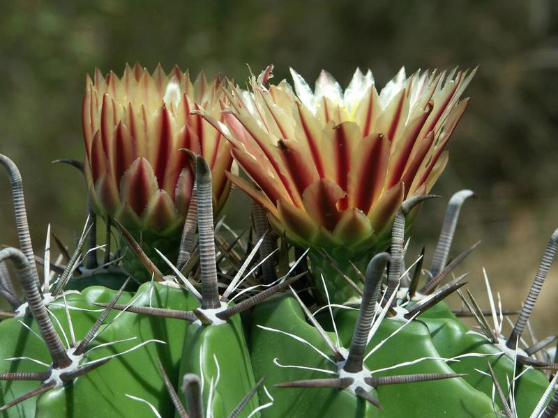 ferocactus wislizeni var. herrerae Czjy