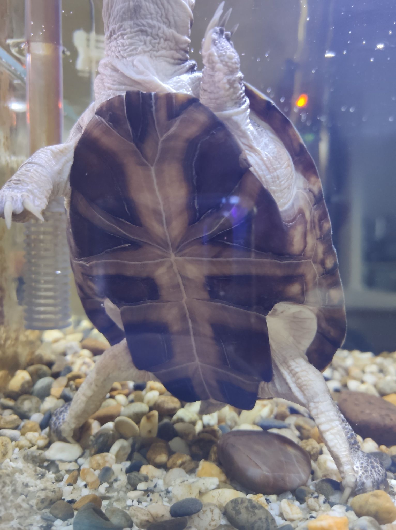 Identification + sexage de ma tortue aquatique Hkvx