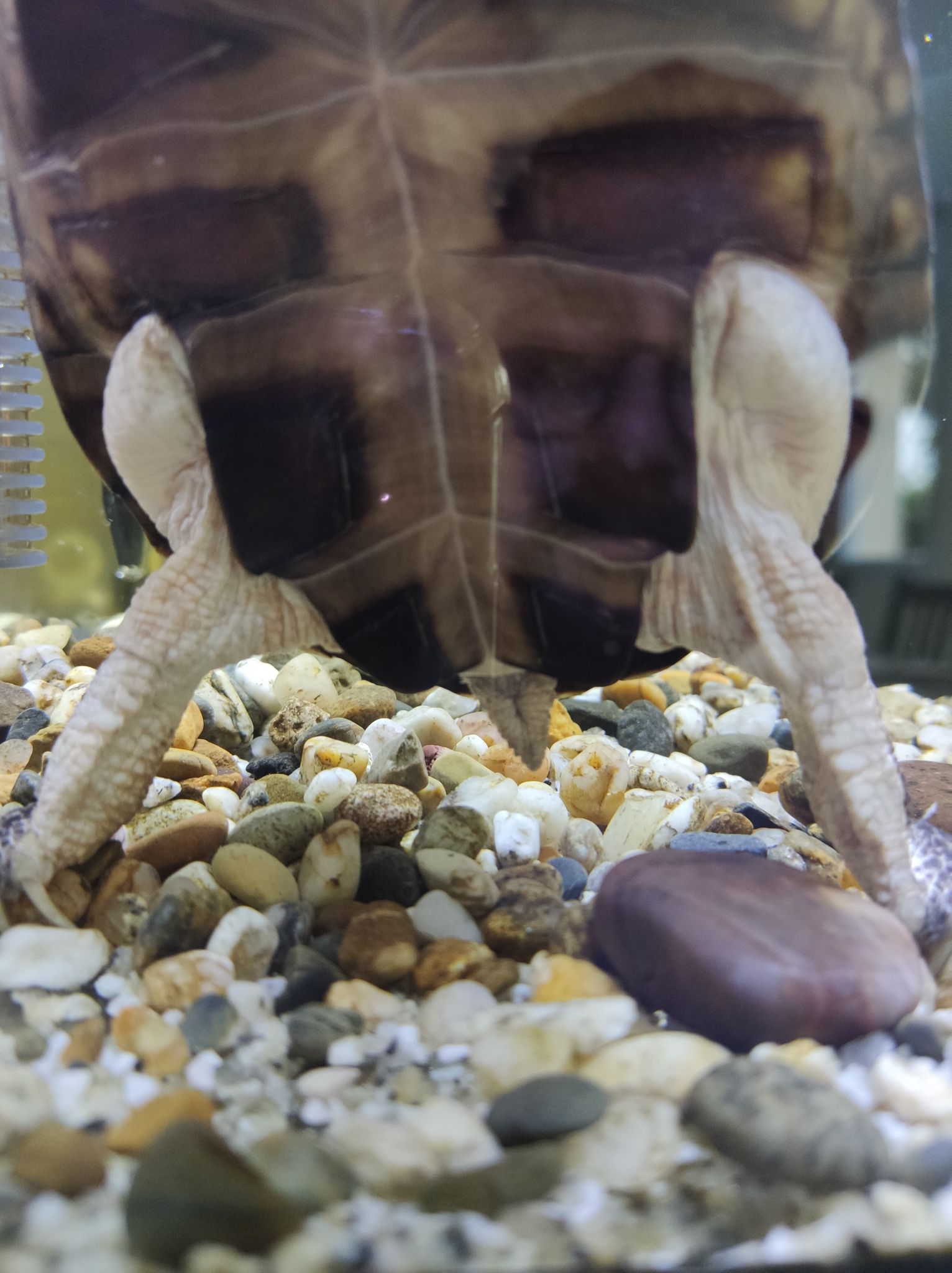 Identification + sexage de ma tortue aquatique Oevb