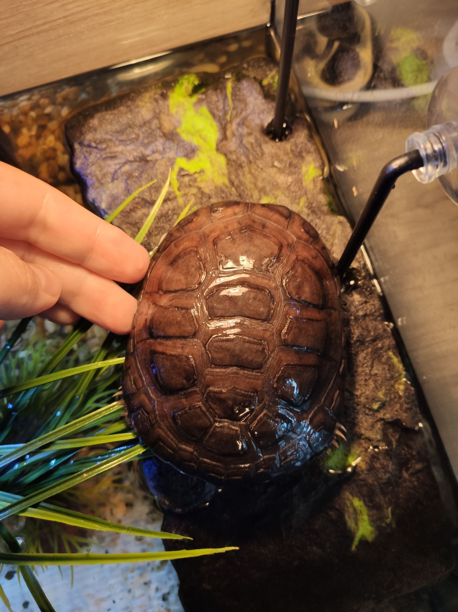 Identification + sexage de ma tortue aquatique Zfa6