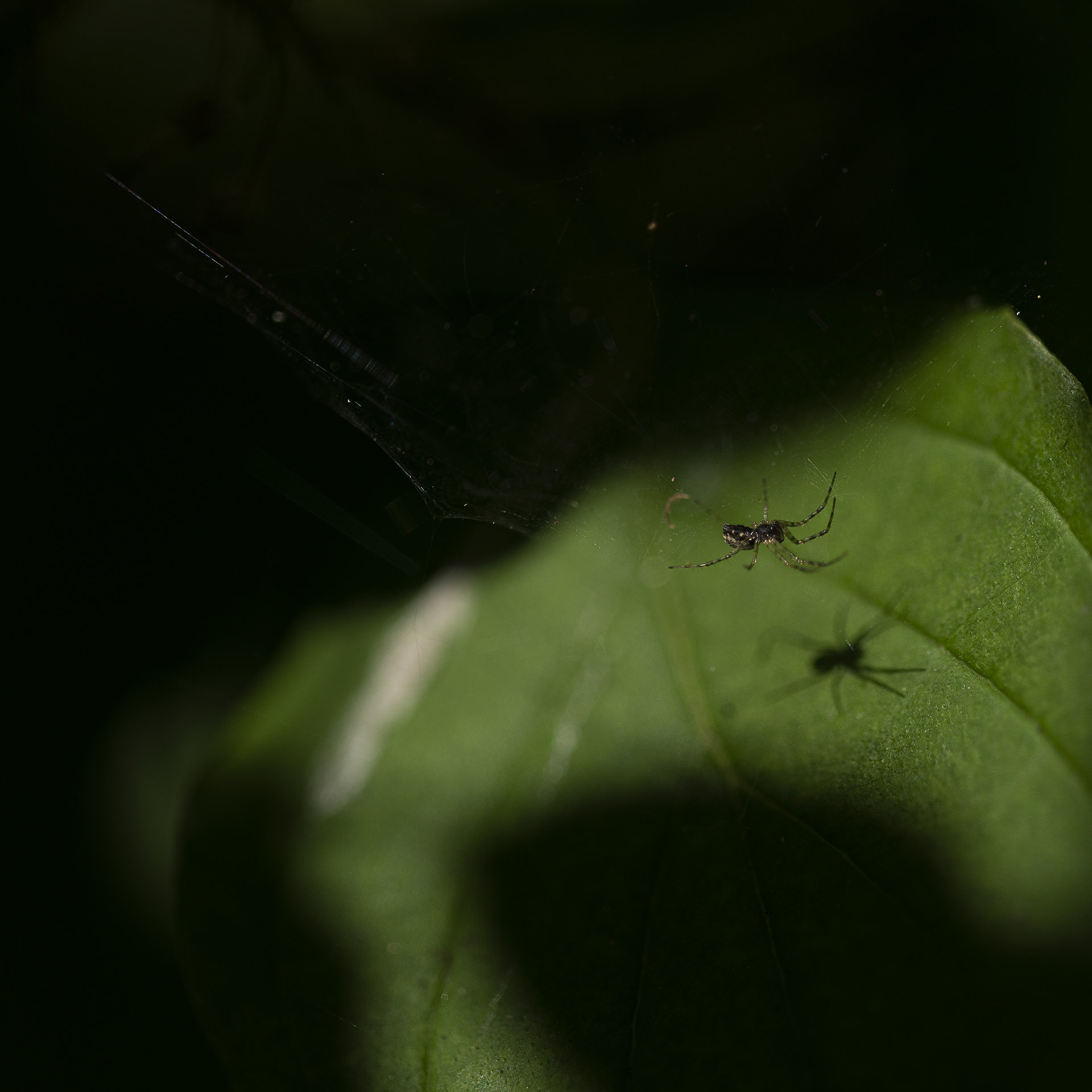 L'ombre d'une araignée Lbw6