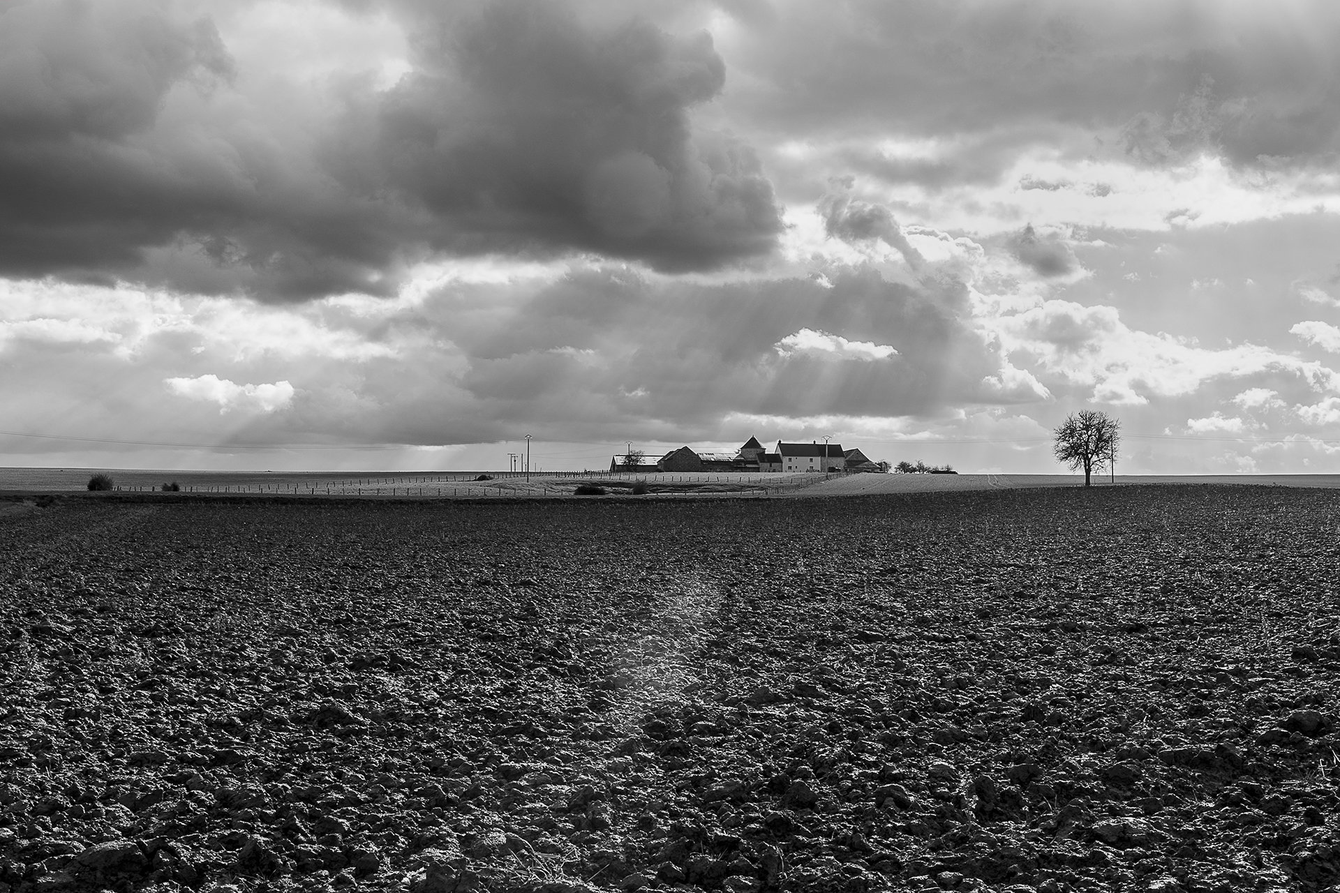 L'arbre Lypj