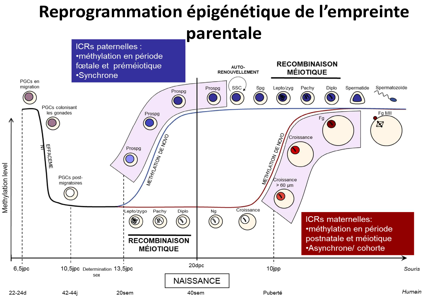 Recombination génétique de l'empreinte parentale - UE2 - BDR BDD ...