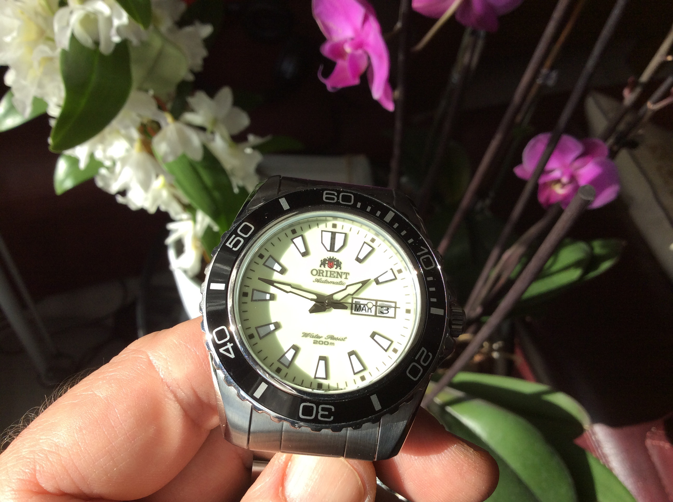 Orient mako best sale xl lume dial