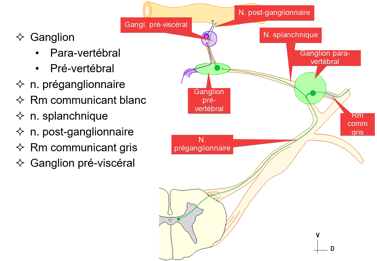 Nerfs Crâniens - UE5 - Anatomie - Tutorat Associatif Toulousain