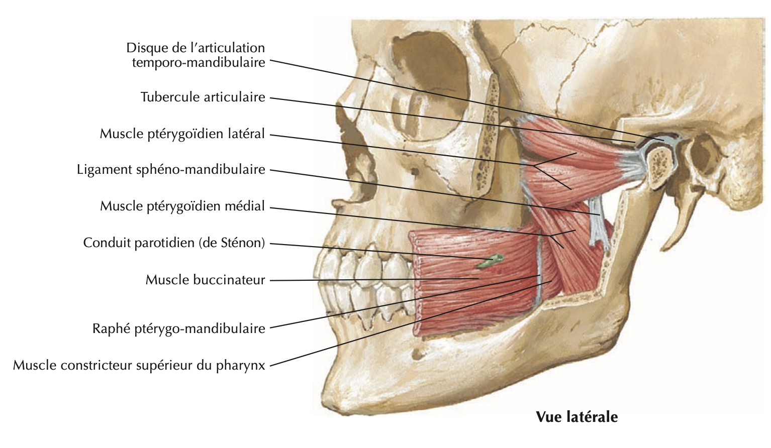 Lateral pterygoid muscle origin and insertion