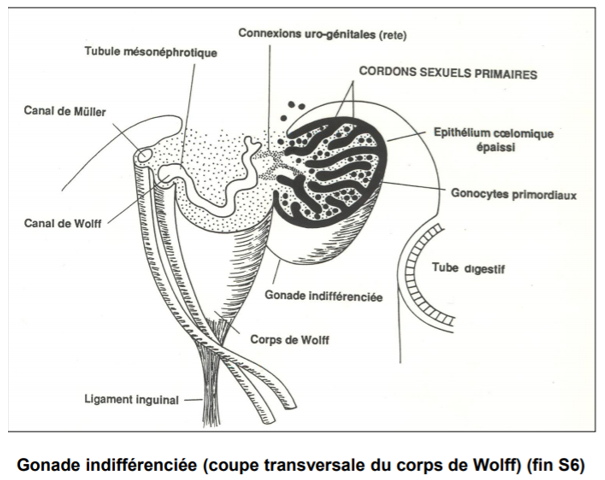 Canaux De Wolff Muller UE2 Histologie Embryologie Tutorat