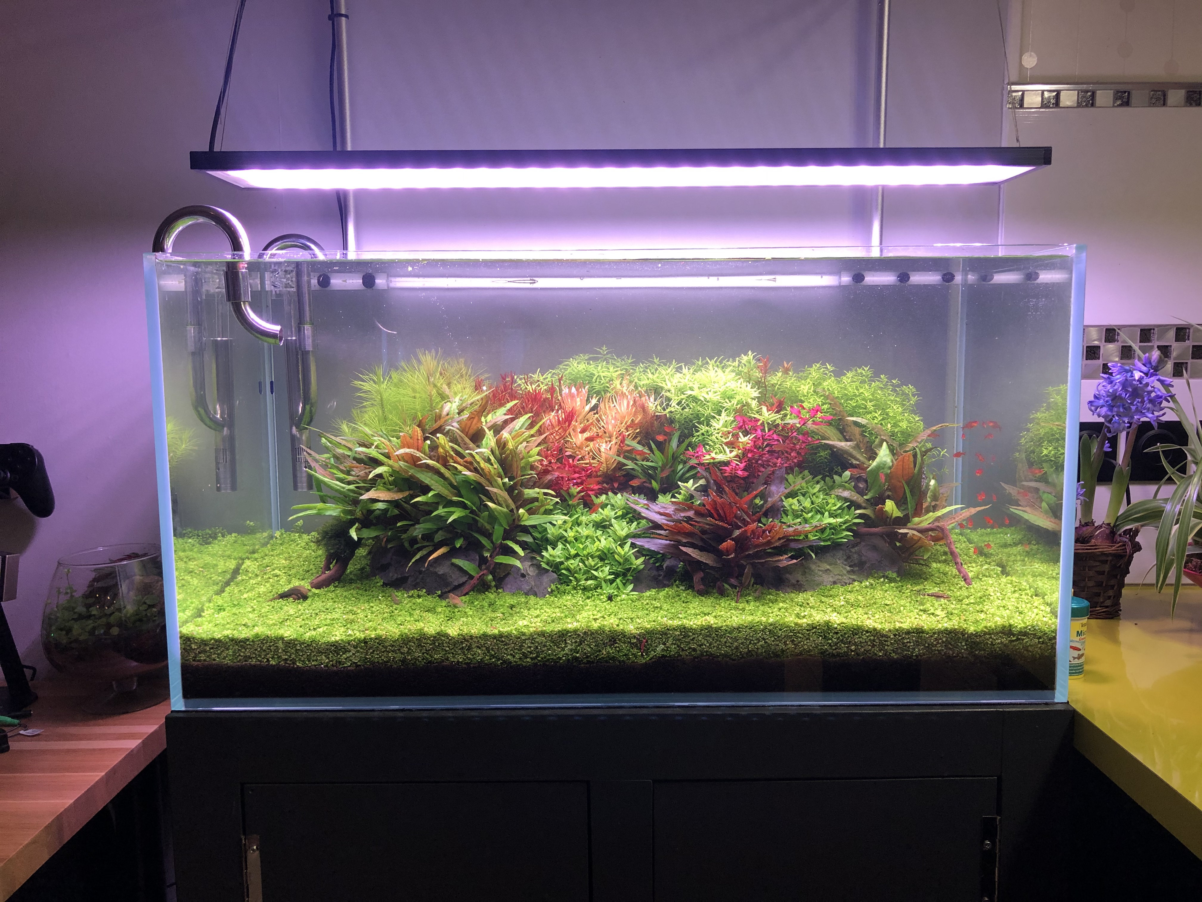 Aquascaping 180L éclairage wrgb II - Page 5 873k