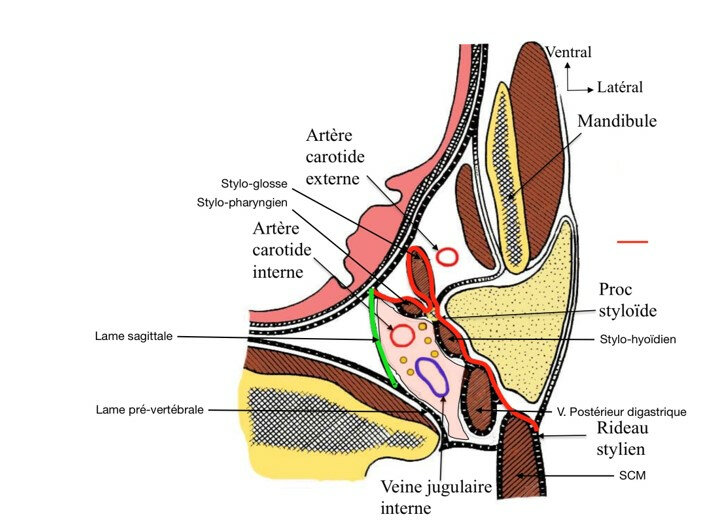 Anatomie du complexe stylo-hyoïdien Le ligament stylo-hyoïdien prolonge