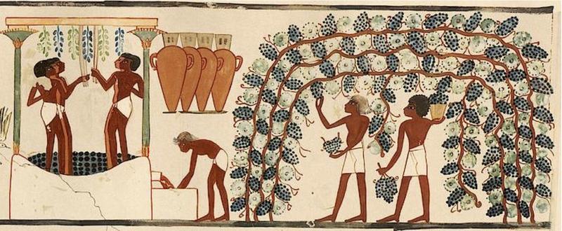 Vinification dans l'Égypte ancienne - tombe de Nakht - XVIIIè dynastie