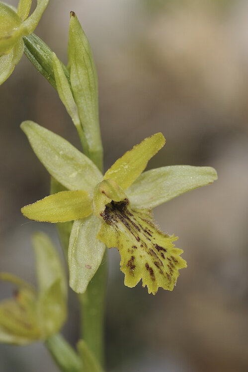 Ophrys occidentalis forme halloween ? Xsq4