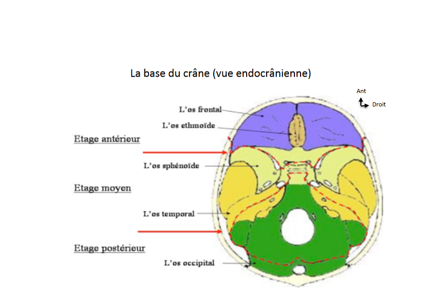 Tête Et Cou Ue5 Anatomie Tutorat Associatif Toulousain 6405