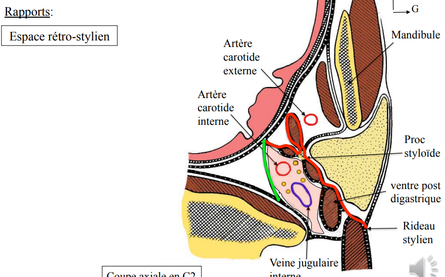 R Tro Pharyngien Ue Sp T Te Et Cou Tutorat Associatif Toulousain