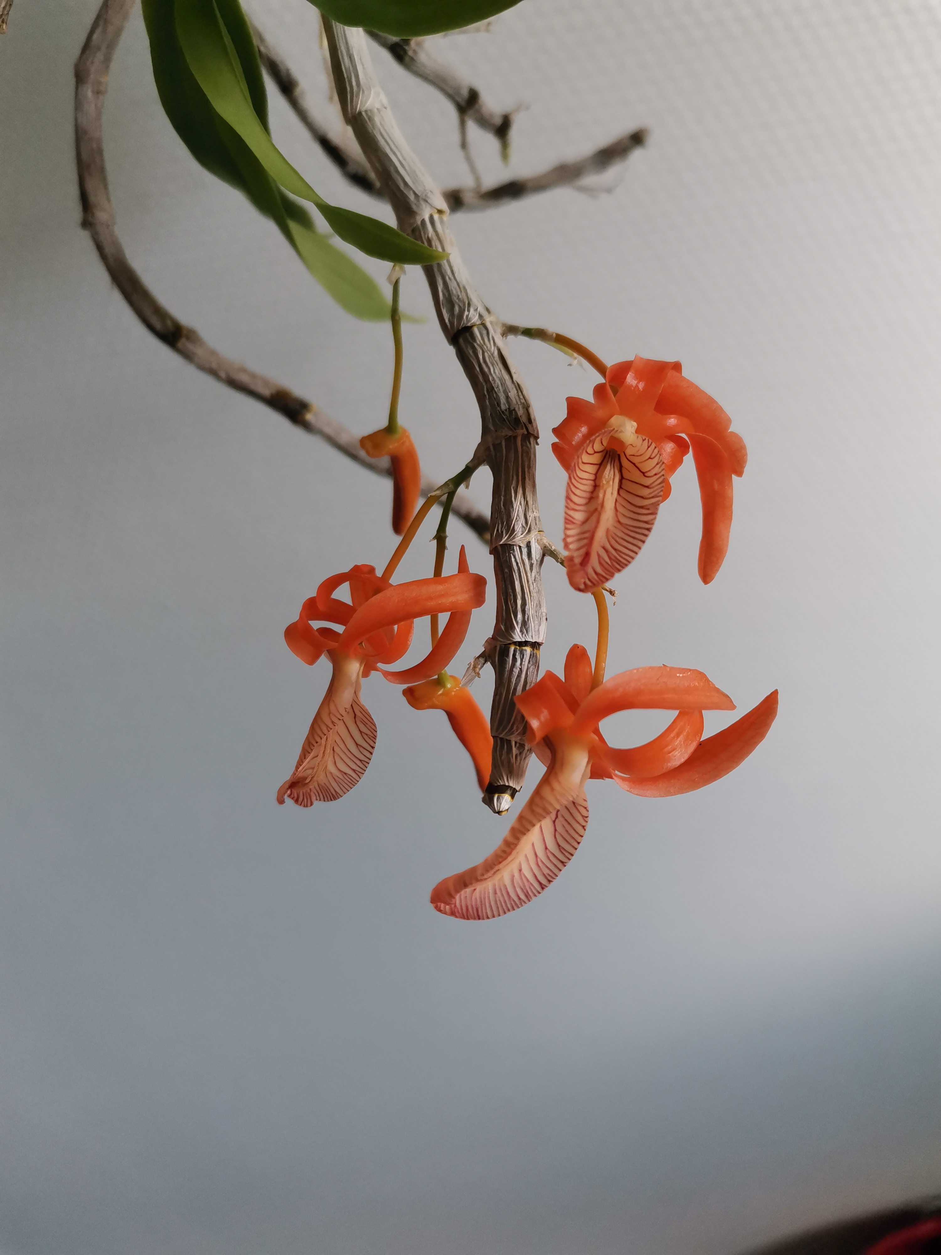 Dendrobium unicum 2qh2