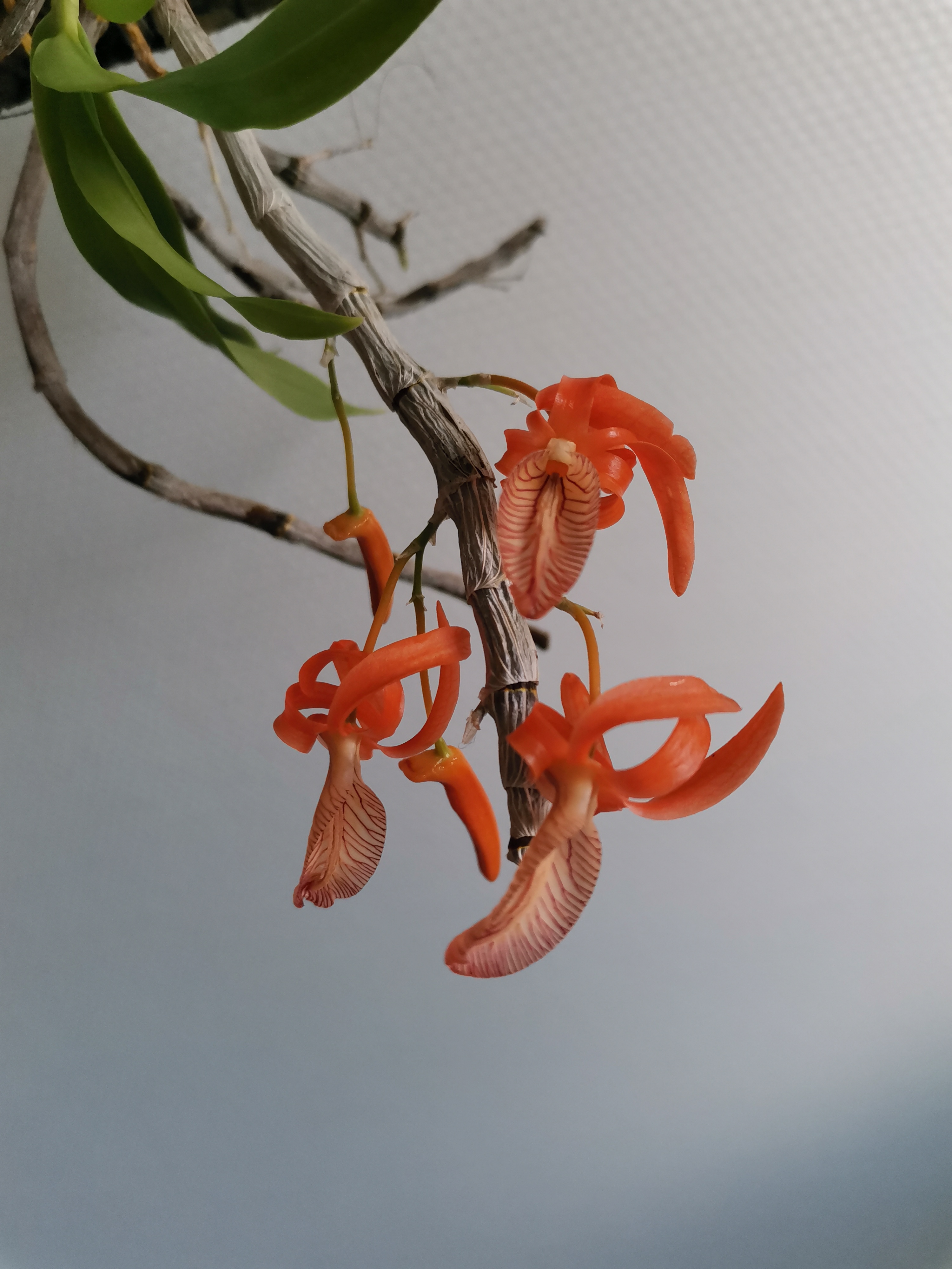 Dendrobium unicum W4x0