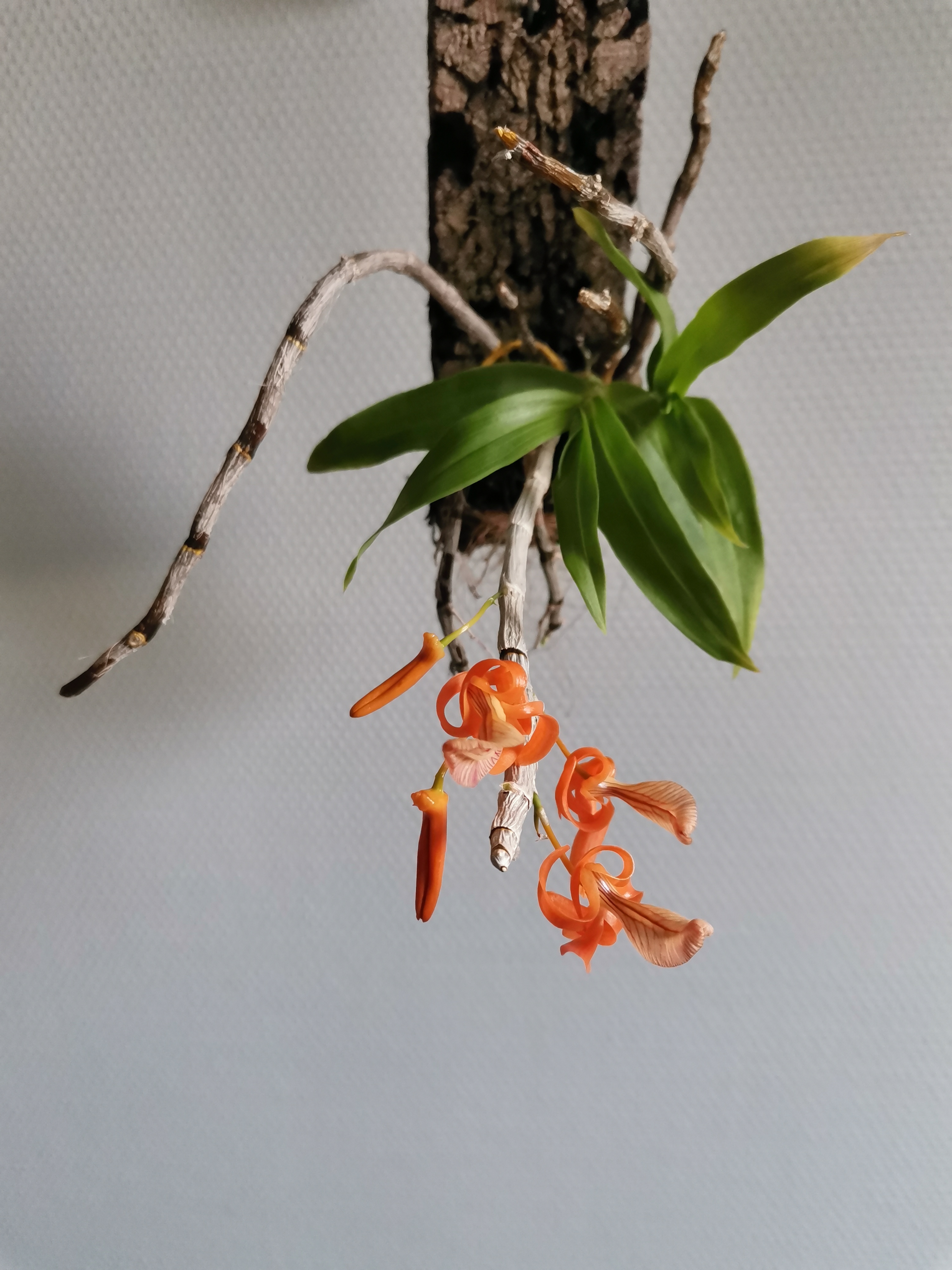 Dendrobium unicum Wamv