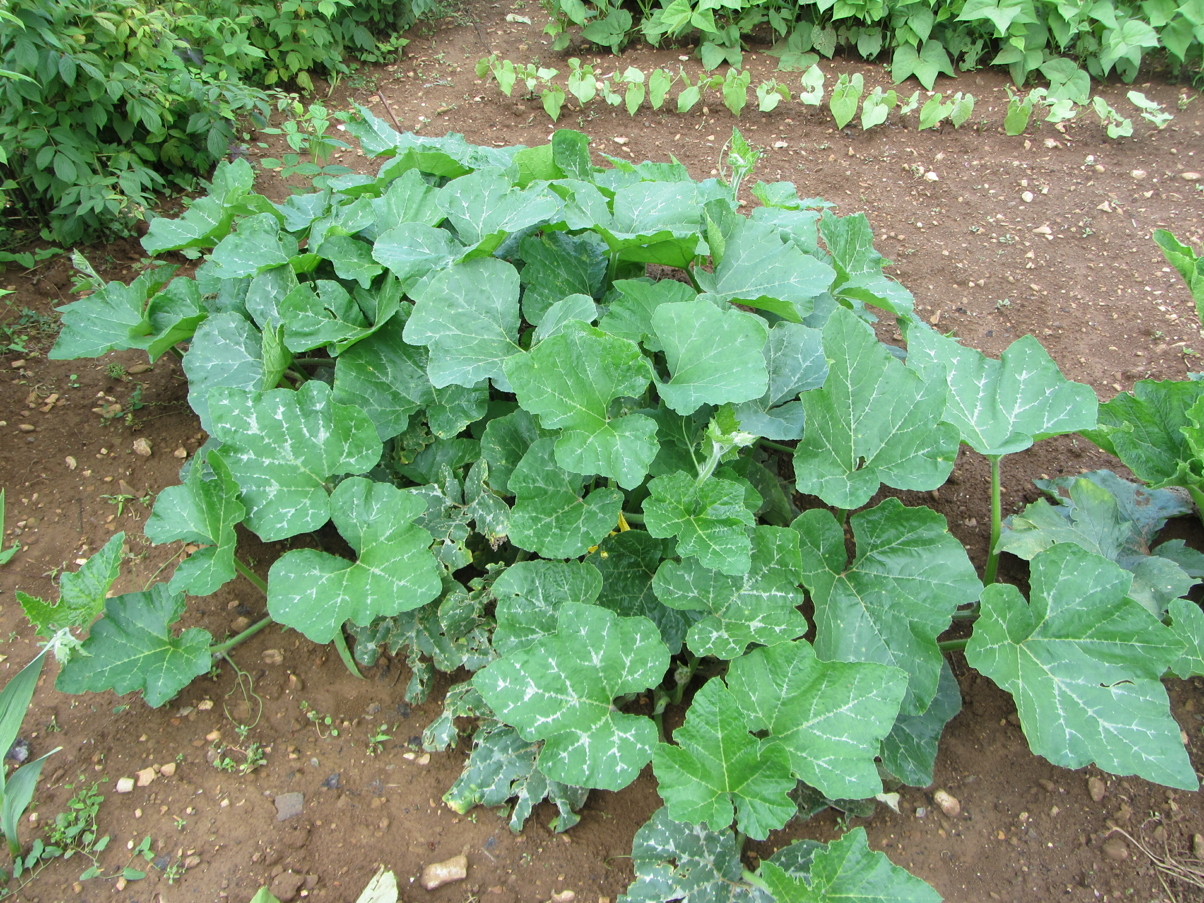 Pourquoi mes doigts collent-ils quand je coupe une courgette