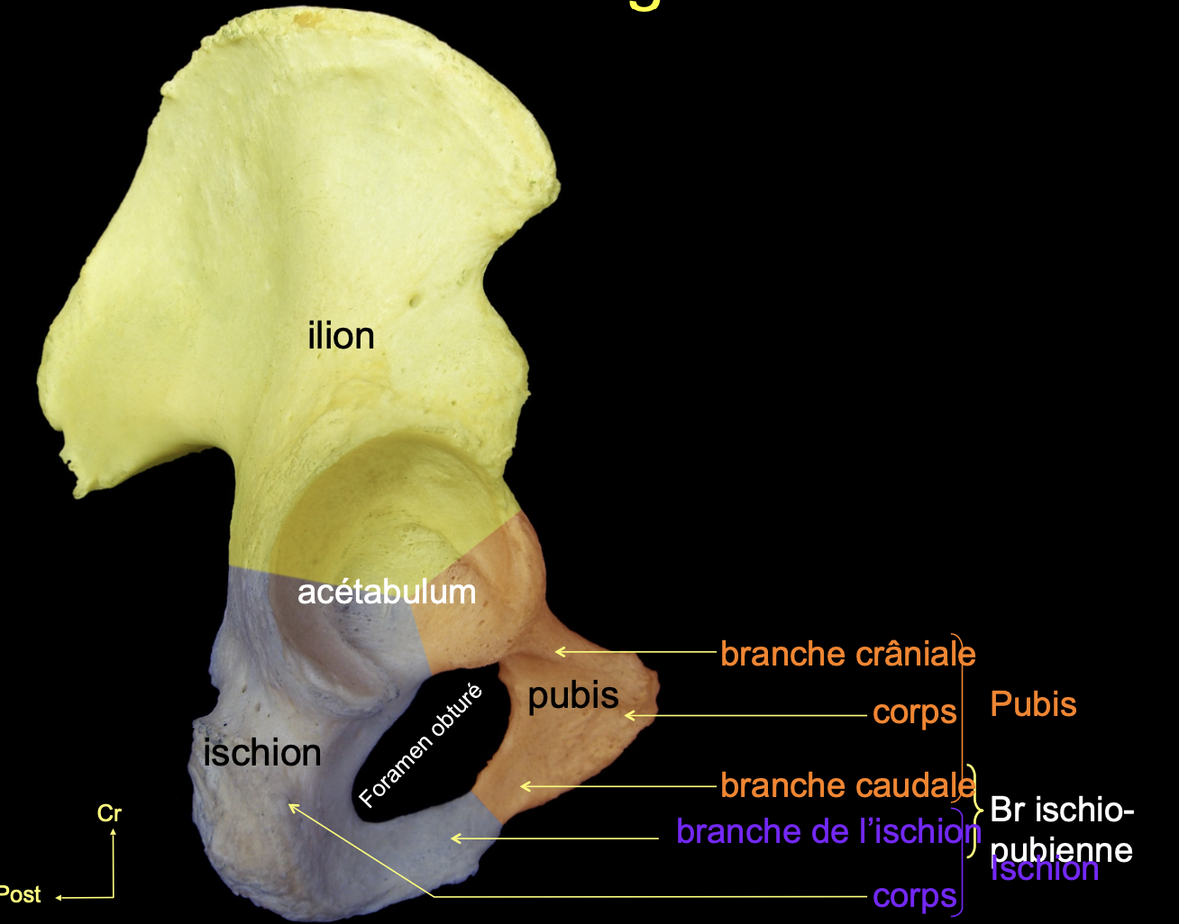 Os Coxal Ue Anatomie Tutorat Associatif Toulousain