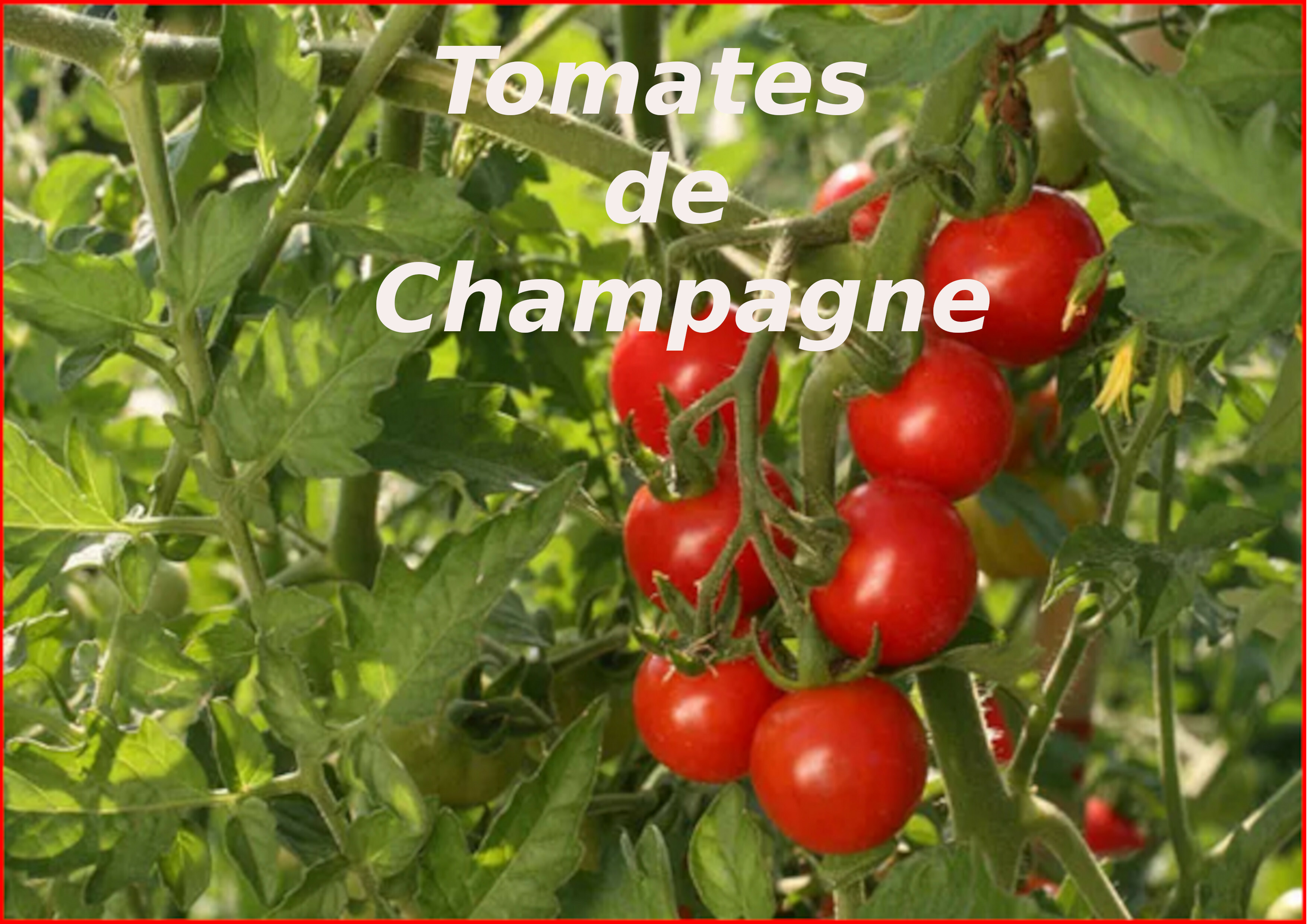 qui a des vignes sur le forum ? - Page 8 5vnf