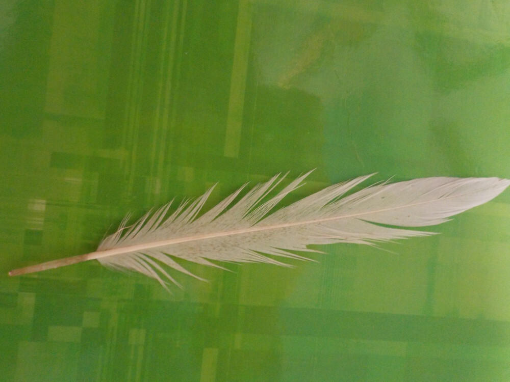 Identification de 6 plumes Xry1