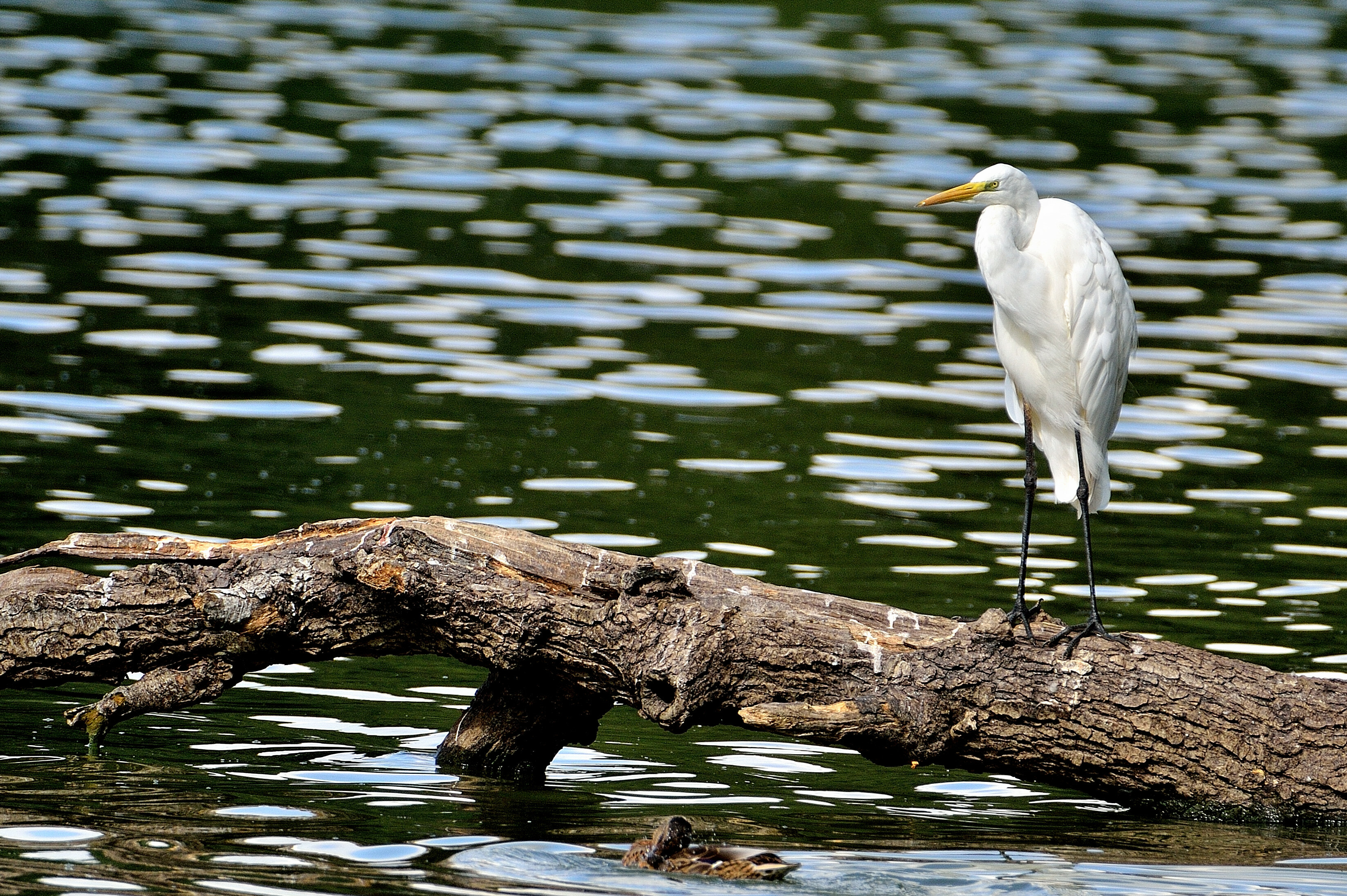 Grande Aigrette  0ojl