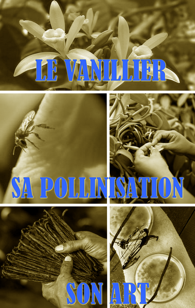 Affiche synthétique de la découverte d'une pollinisation des fleurs de vanille par l'Homme.