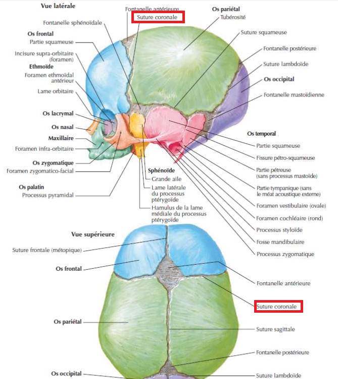 Tête Ue5 Anatomie Tutorat Associatif Toulousain 4730