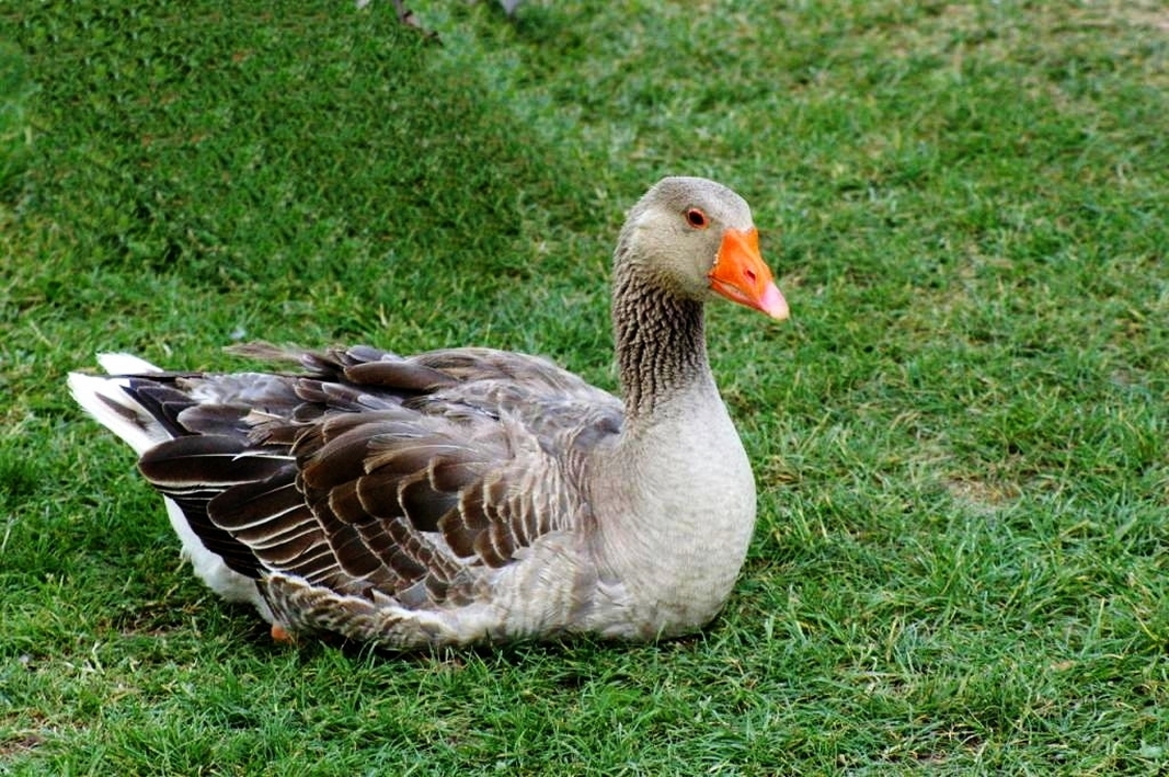 Vous surveillez mon foie ? Vet1