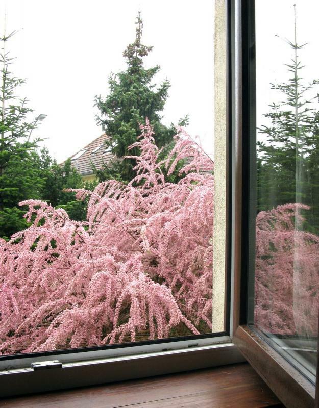 Le printemps par la fenêtre. 3sfh