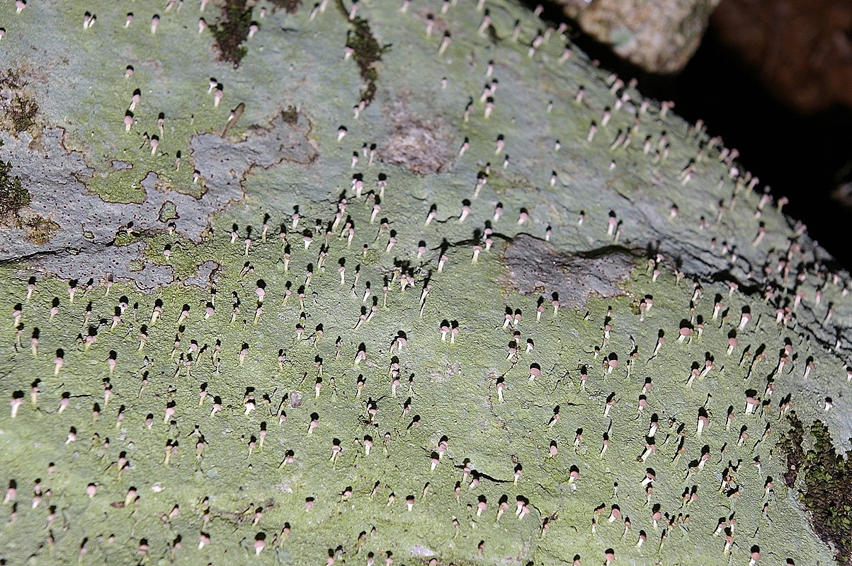 Champignons sur lichen. 1j5u