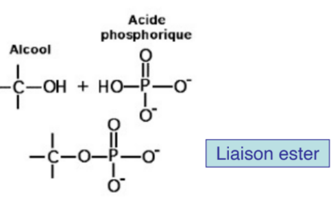 Acide phosphorique : définition et explications