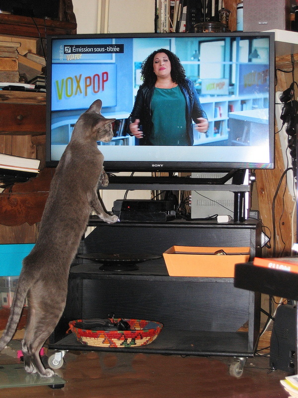 Le chat adore  Nora Hamadi sur ARTE. ( Moi moins ) U9x2