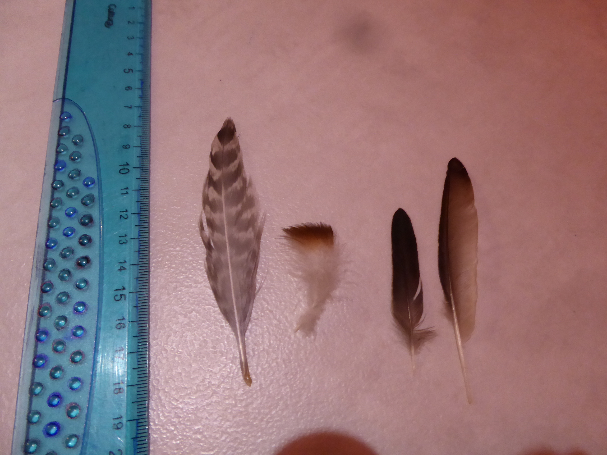 Identification plumes Bsl2