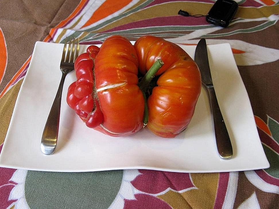 Vous prendrez bien une tomate en entrée ? N0mm