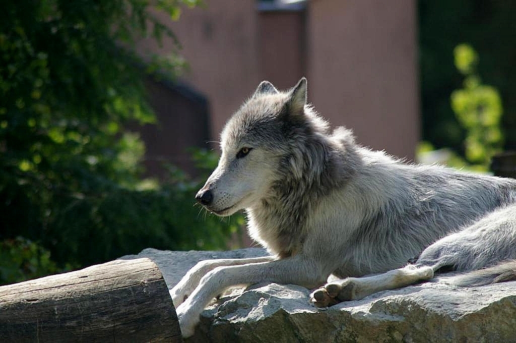 Loup, y es-tu? Entends-tu? Que fais-tu? O84q