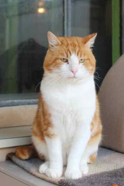 LINUS 10 ANS ADORABLE MINOU ROUX & BLANC GENTIL AFFECTUEUX (FIV) SPA LOIRE ATLANTIQUE (44) Jl0s