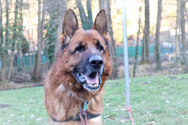 MARLEY 8 ANS BERGER ALLEMAND GENTIL CH. FAMILLE/JARDIN (début dysplasie) SPA SAVOIE (73) 60sy